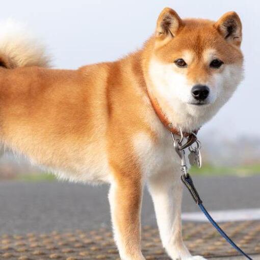 O japonês Shiba Inu está parado perto dos campos