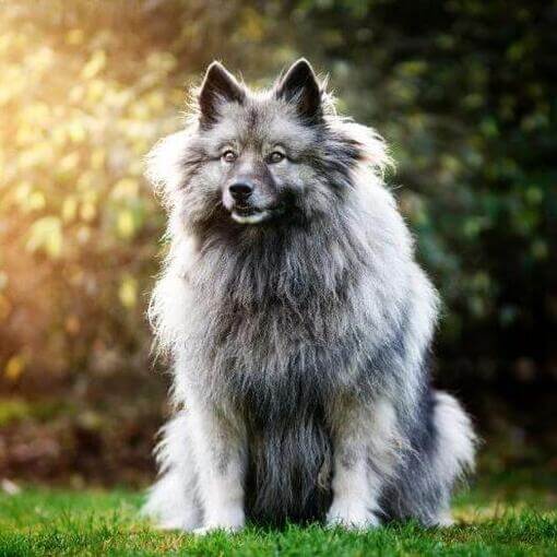 Keeshond parado no quintal