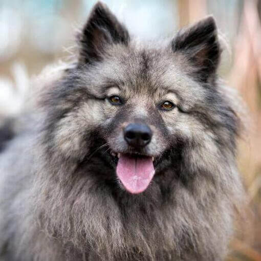 Keeshond com língua de fora