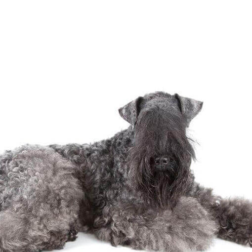 Kerry Blue Terrier posando na frente da câmera