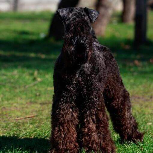 Kerry Blue Terrier em pé na grama