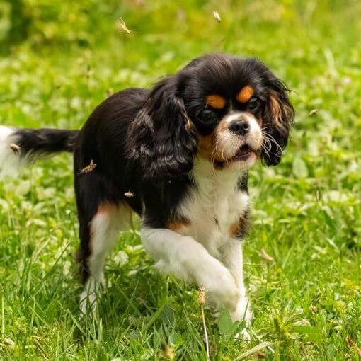 King Charles Spaniel está brincando no jardim