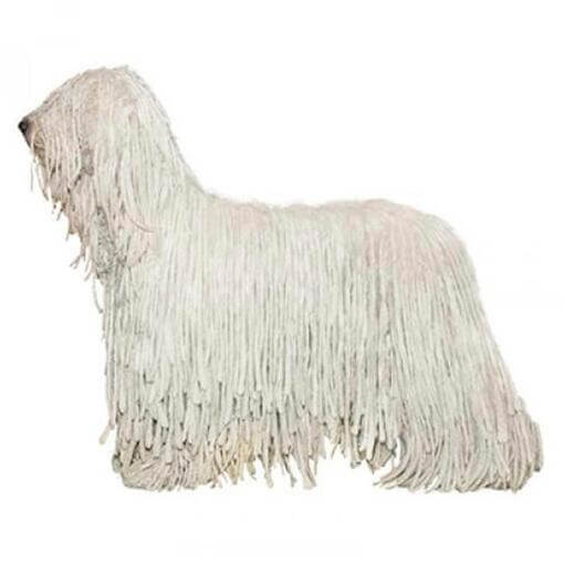 Raça de cachorro Komondor