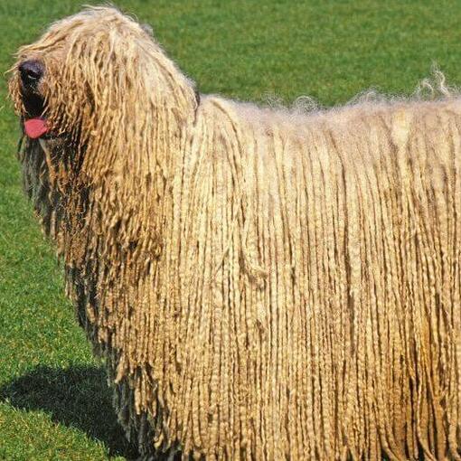 Komondor com língua de fora