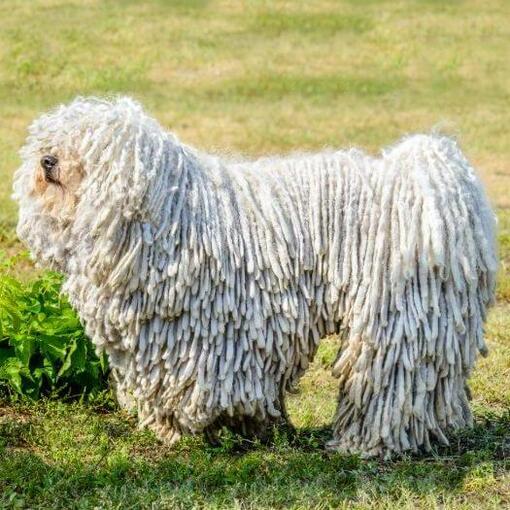 Komondor em campo