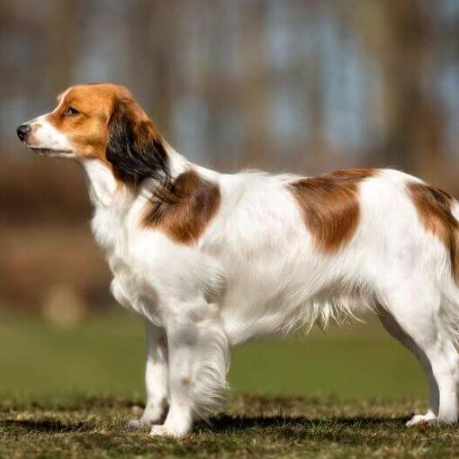Kooikerhondje está no jardim em um dia quente de verão