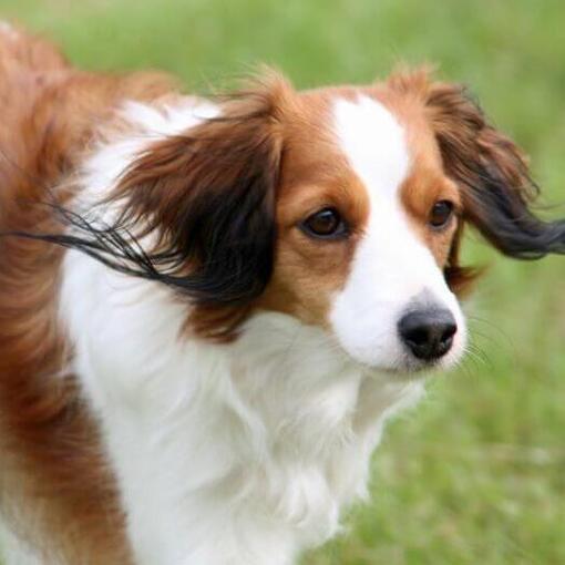 Kooikerhondje está brincando no quintal