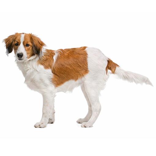 Raça de cachorro Kooikerhoundje
