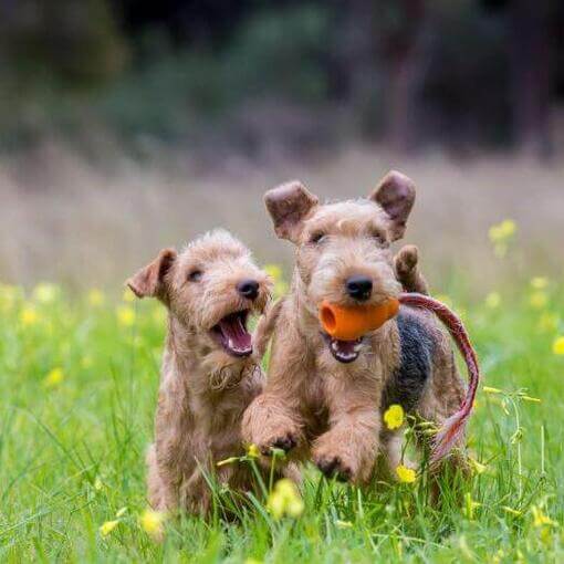 dois terriers brincando