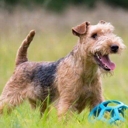 Terrier olhando à distância