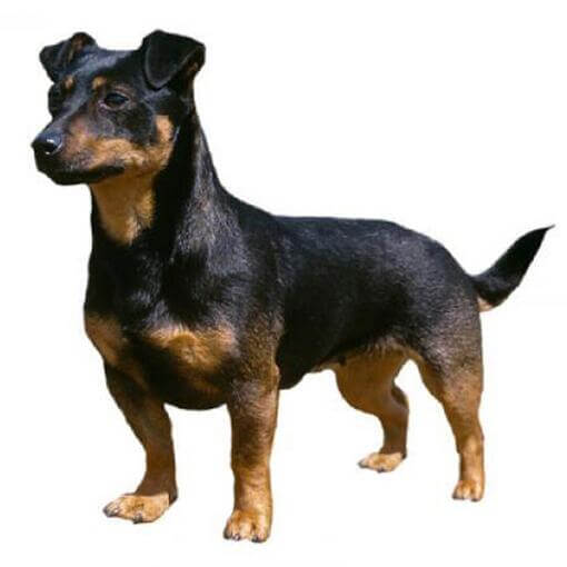Raça de cachorro Lancashire Heeler
