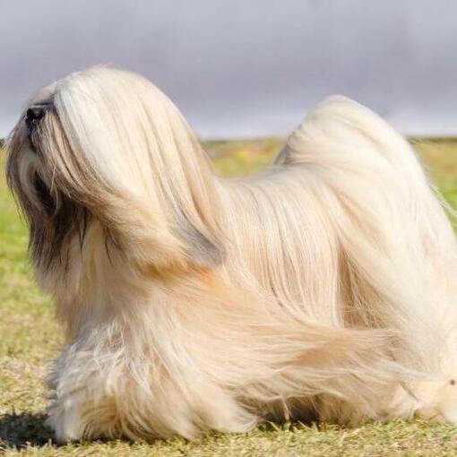 Lhasa Apso está de pé e o vento sopra um pelo