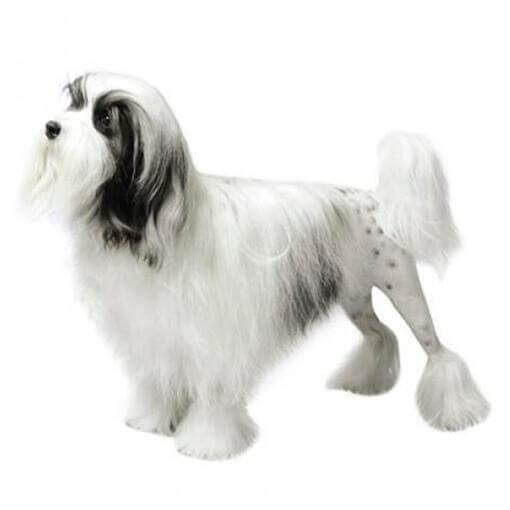 Raça de cachorro pequeno leão Lowchen