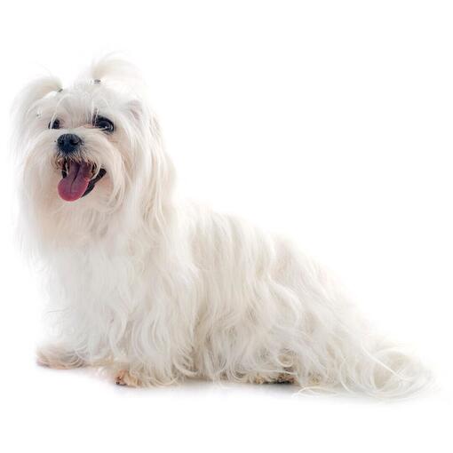 Raça de cachorro Maltês