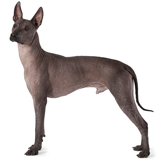 Raça de cachorro mexicano sem pêlo (Xoloitzcuintle)
