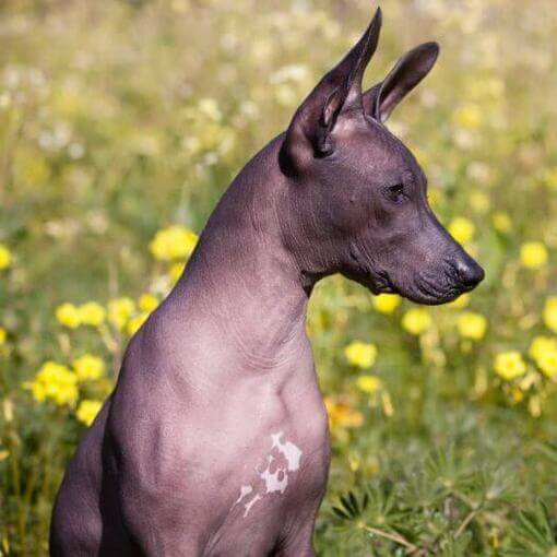 Cachorro sentado em um campo de flores amarelas