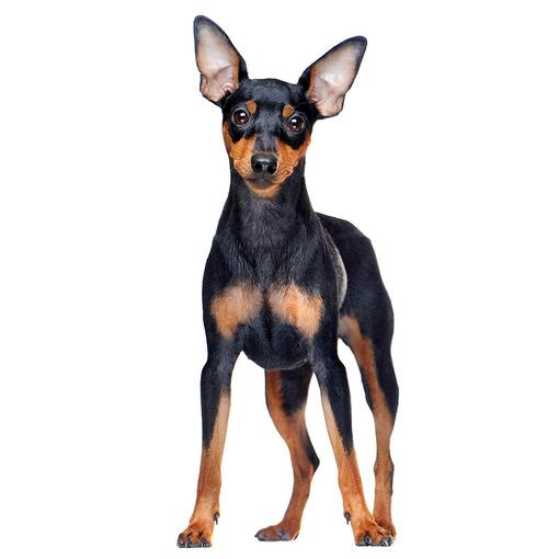 Raça de cachorro Pinscher miniatura