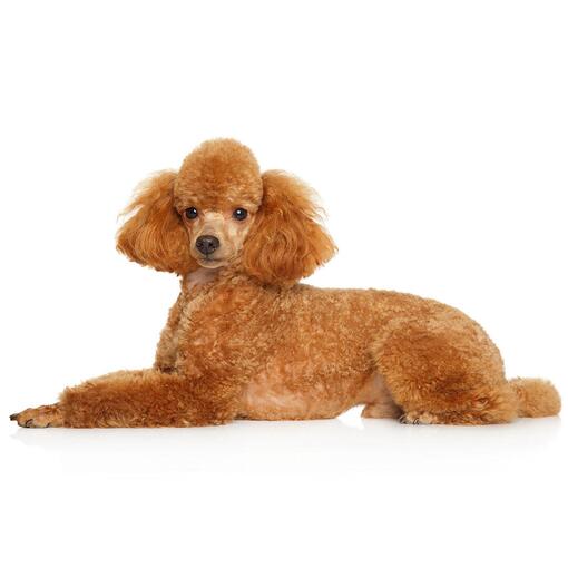 Raça de cachorro Caniche Miniatura