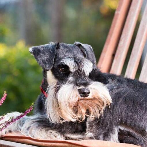 Schnauzer miniatura deitado em uma cadeira em um jardim