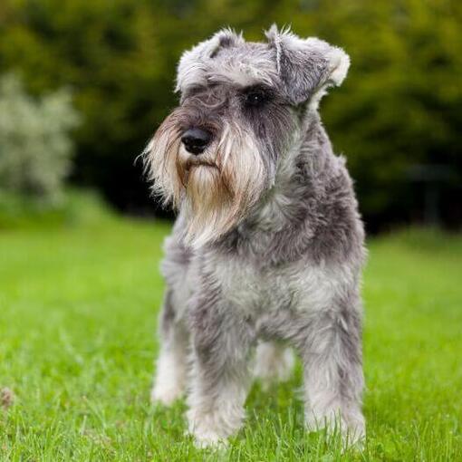 Schnauzer miniatura em pé na grama