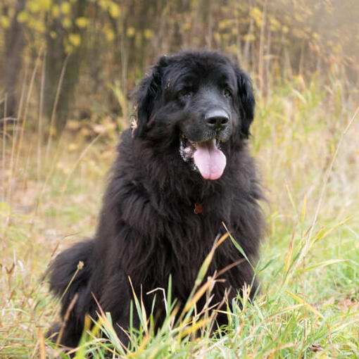 Newfoundland no floresta