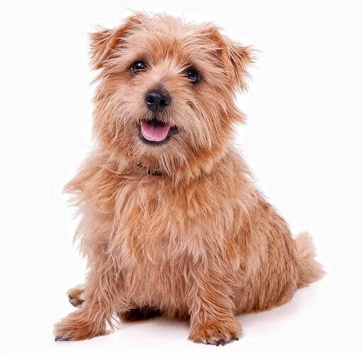 Raça de cachorro Norfolk Terrier