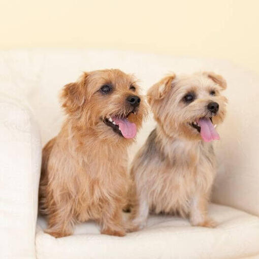 Dois Norfolk Terriers na cadeira