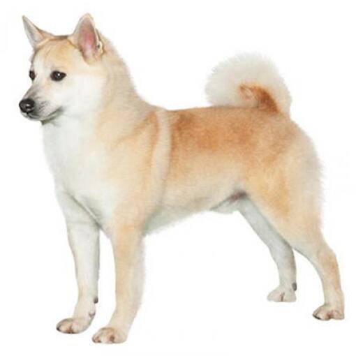 Raça de cão Buhund norueguês