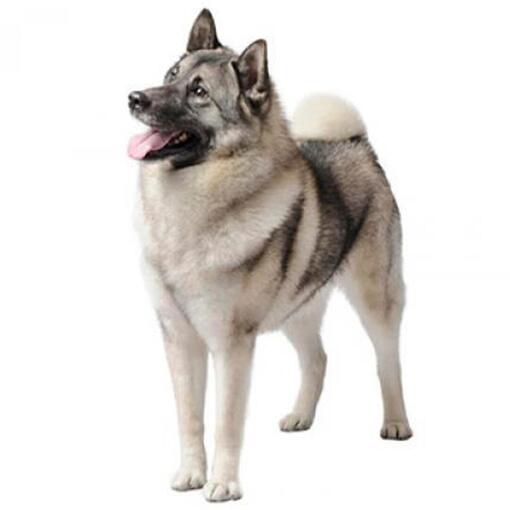 Raça de cão Elkhound norueguês