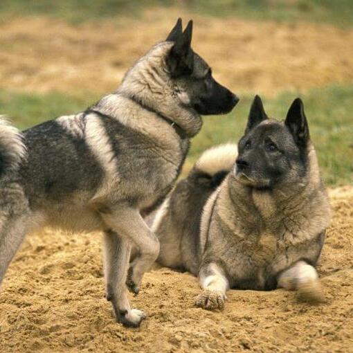 Dois Elkhounds noruegueses estão brincando um com o outro na grama