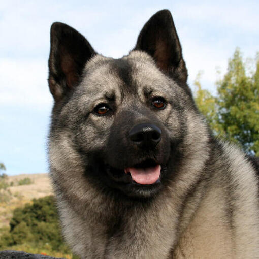 Elkhound norueguês está andando na floresta