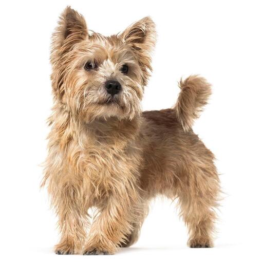 Raça de cachorro Norwich Terrier