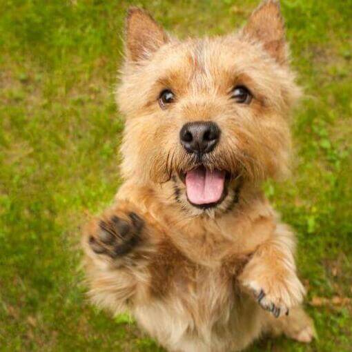 Terrier saltando em direção à câmera