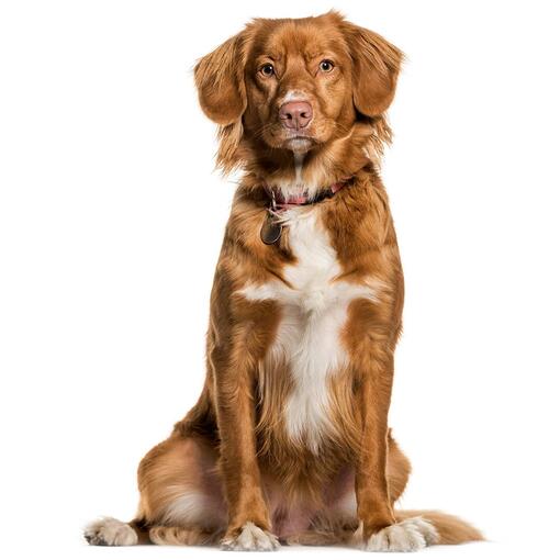 Raça de cachorro Nova Scotia Duck Tolling Retriever