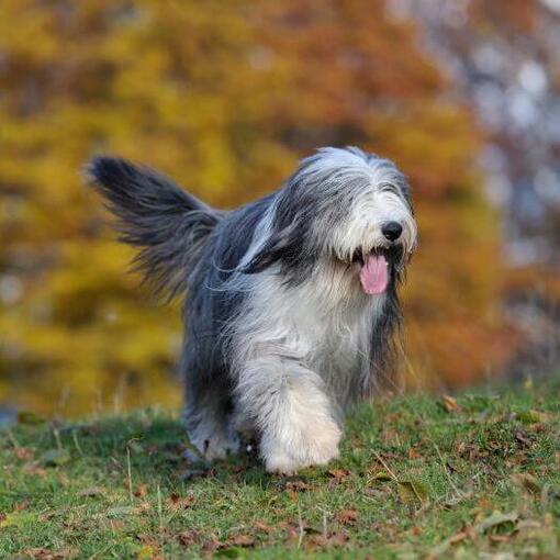 Raça de cão Bobtail