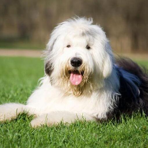 Raça de cão Bobtail