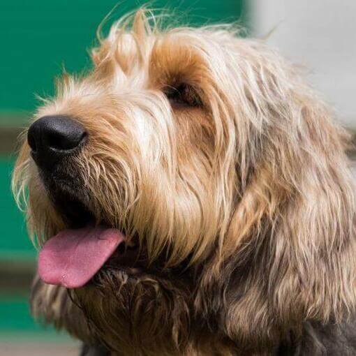 Otterhound olhando para longe