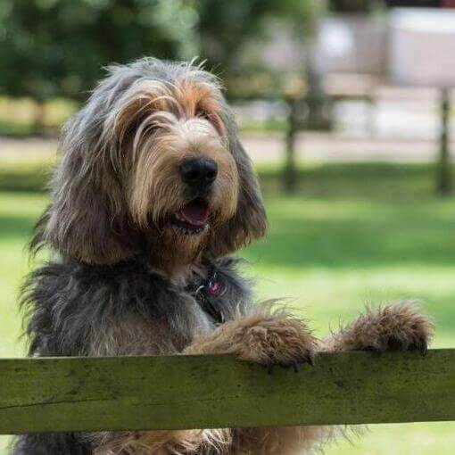 Otterhound encostado em uma cerca