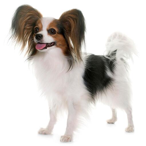 Raça de cachorro Papillon