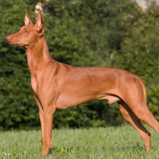 Pharaoh Hound em frente aos arbustos