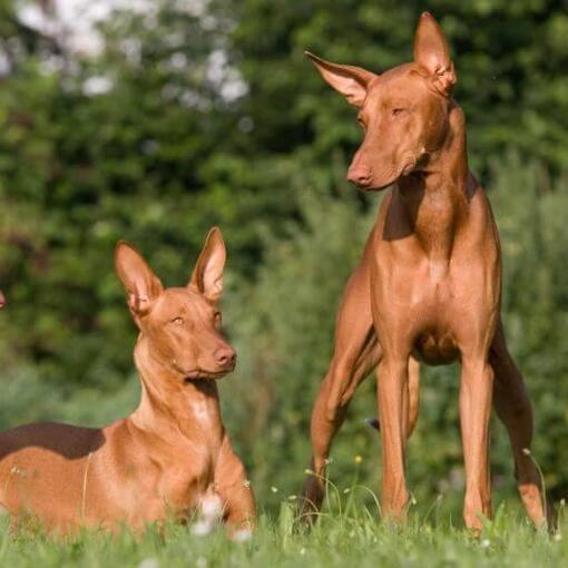 Dois cachorros descansando na grama