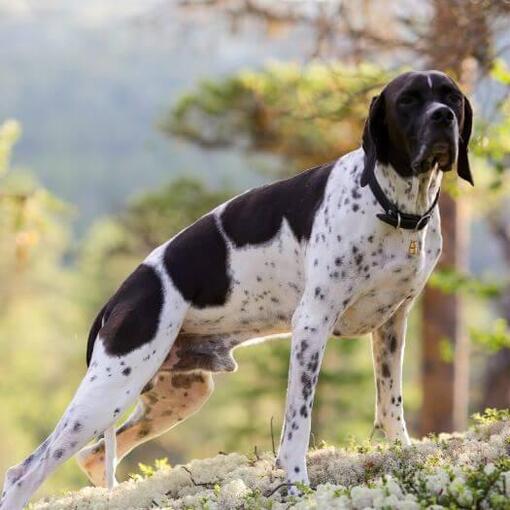 Pointer em pé e olhando para frente