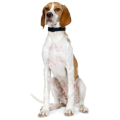 Raça de cachorro Pointer