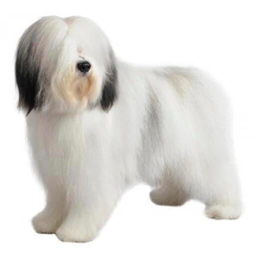 Raça de cão Pastor Polaco das Planícies