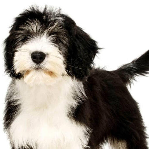 Raça de cão Pastor Polaco das Planícies