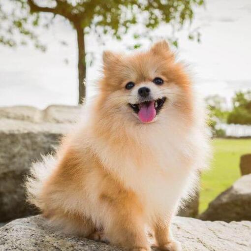 Pomerânia sentado na pedra