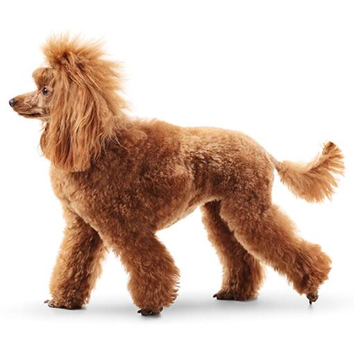 Raça de cachorro padrão Poodle