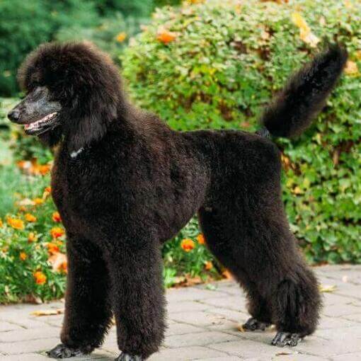 Black Poodle (Standard) caminhando no jardim