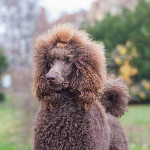 Brown Poodle (Standard) caminhando no jardim verde