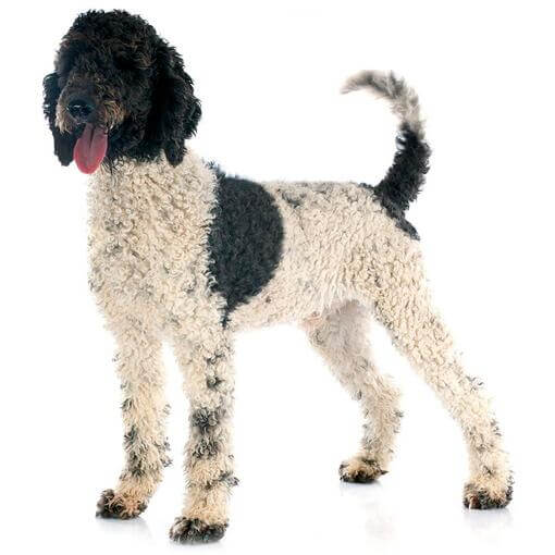 Raça Cão de Água Português